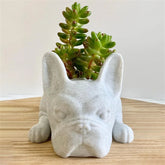 Cute Puppy Succulent Planter 